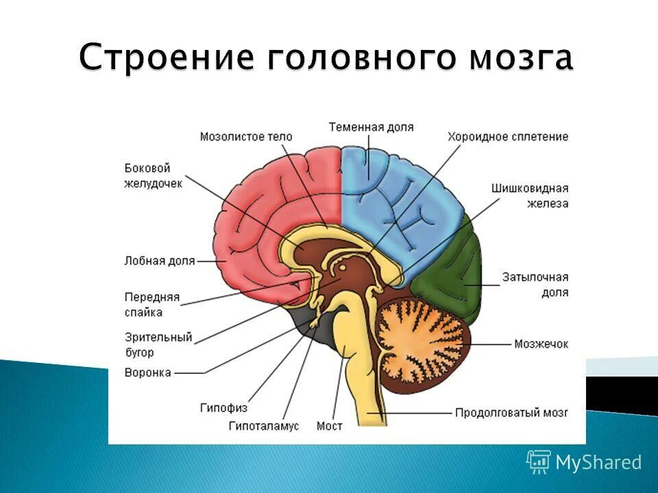 Строение головного мозга человека