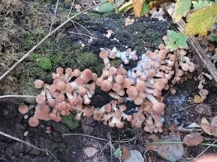 Грибники нсо