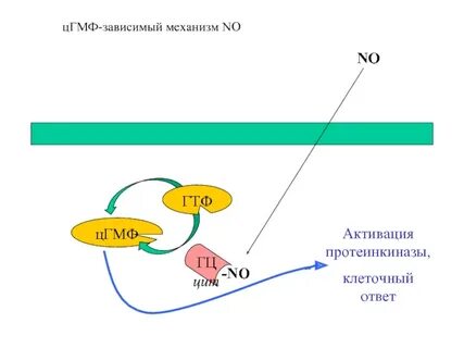 Протеинкиназа механизм действия