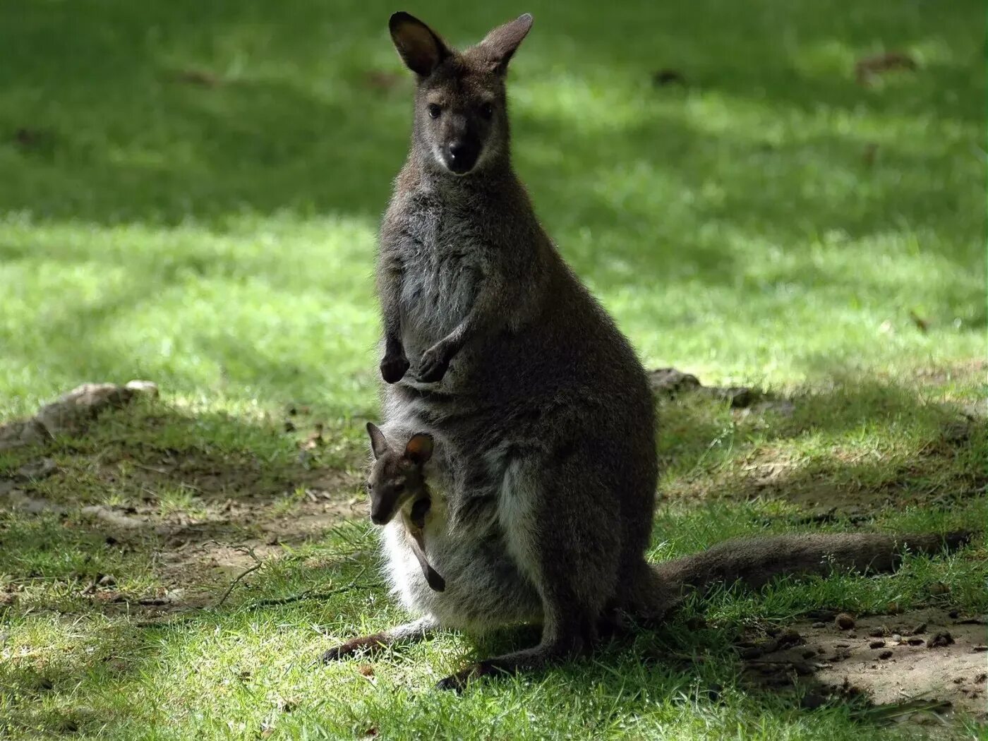 Кенгуру 2024 1. Сумчатые кенгуру. Кенгуру в Австралии. Кенгуру животное Австралии. Кенгуру сумчатое животное.