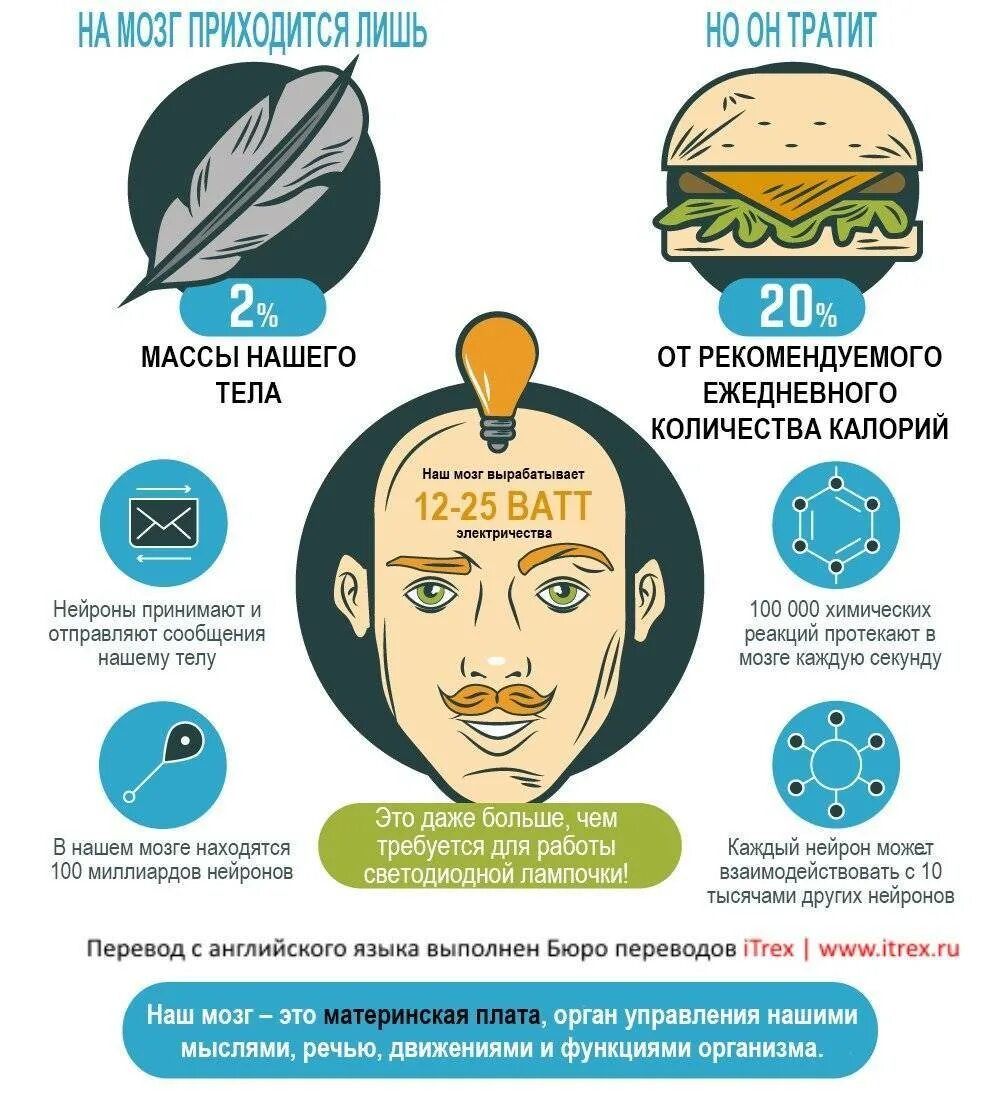 Основы работы мозга. Мозг усваивает информацию. Мозг и информация. Мозг человека информация. Как функционирует мозг.