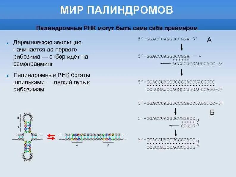 Примеры рнк. Палиндромы и вторичную структуру ТРНК. Палиндромные последовательности ДНК И РНК. ТРНК палиндромные участки. Палиндром ТРНК.