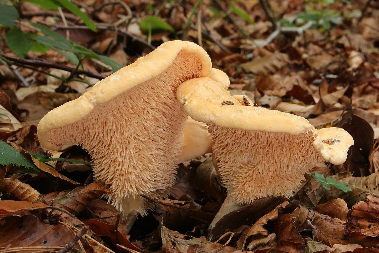 Гриб ежовик черепитчатый. Ежовик. Ежовик усиковый. Ежевик (ежовик) гребенчатый. Ежовик.