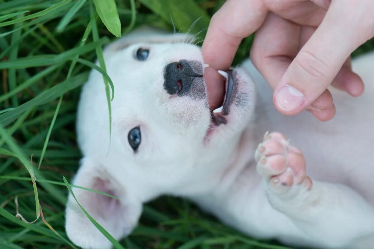 Зубы щенков фото dog teeth reference