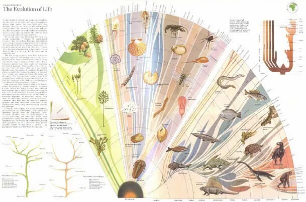Эволюция древа 181. Эволюционное дерево. Дерево эволюции на земле. Эволюционное дерево развития. Эволюционное Древо развития жизни на земле.