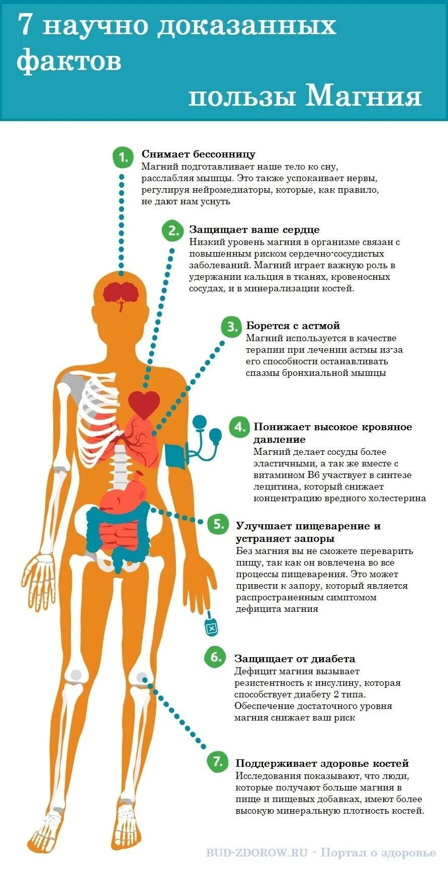 Магний польза для организма мужчины. Магний польза для организма мужчины