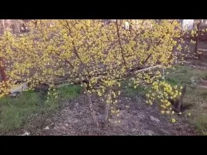 Обрезка кизила