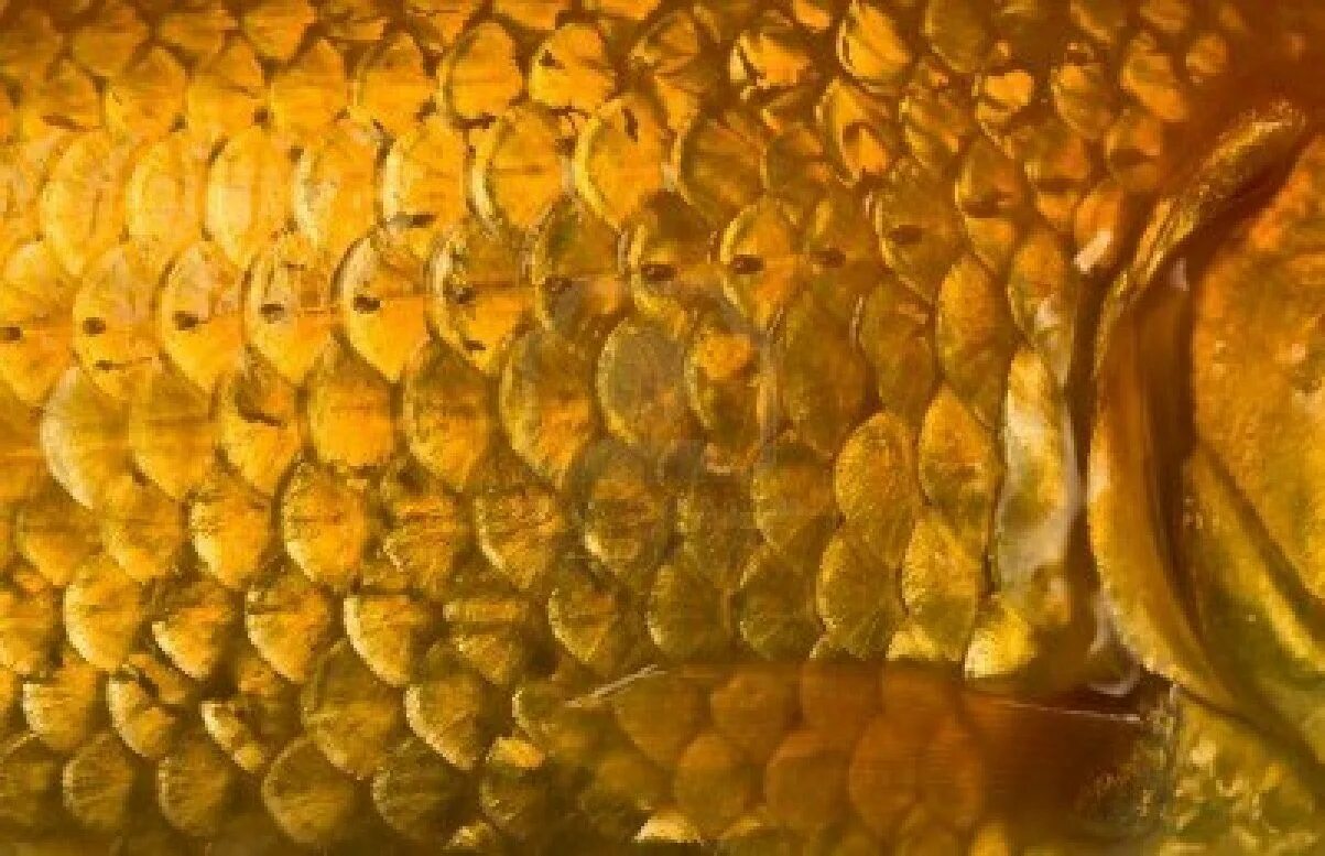 Фактура чешуи. Золотые чешуйки. Золотая чешуя мгчд. Золотая чешуя алтан. Золотая чешуя дракона арт.