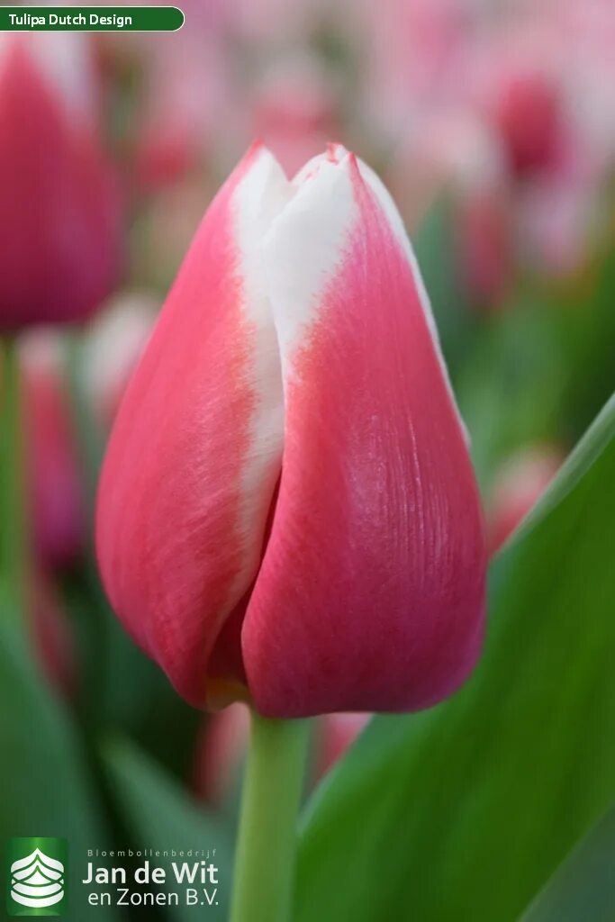 Dutch Tulips, Keukenhof Gardens, Holland - 3952 POTD Flickr