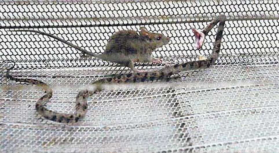 Гадюка ест мышь полевку. Полевая мышь убегает от змеи. Полевая мышь убегает от змеи. Полевая мышь. Обыкновенная гадюка медянка.