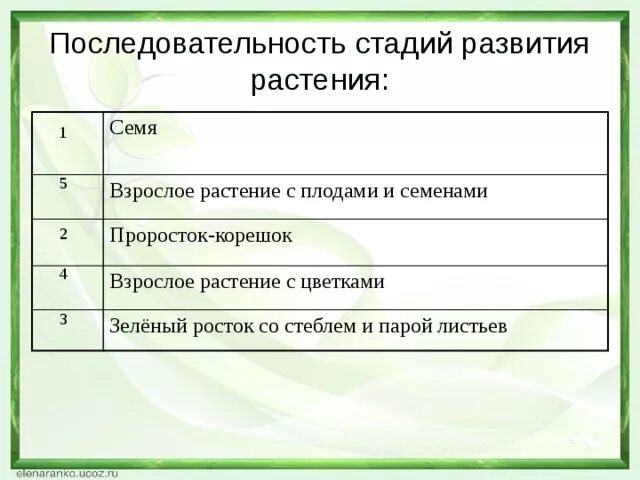 Последовательность развития растений. Этапы развития растения из семени. Последовательность развития цветкового растения из семени. Последовательность этапов развития цветкового растения.