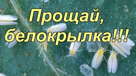 Белокрылка в теплице что делать осенью