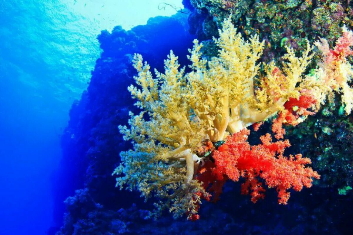 Растительный тихого океана. Барьерный риф кораллы. Коралловые рифы Средиземного моря. Барьерный риф в тихом океане. Диатомеи водоросли Тихого океана.