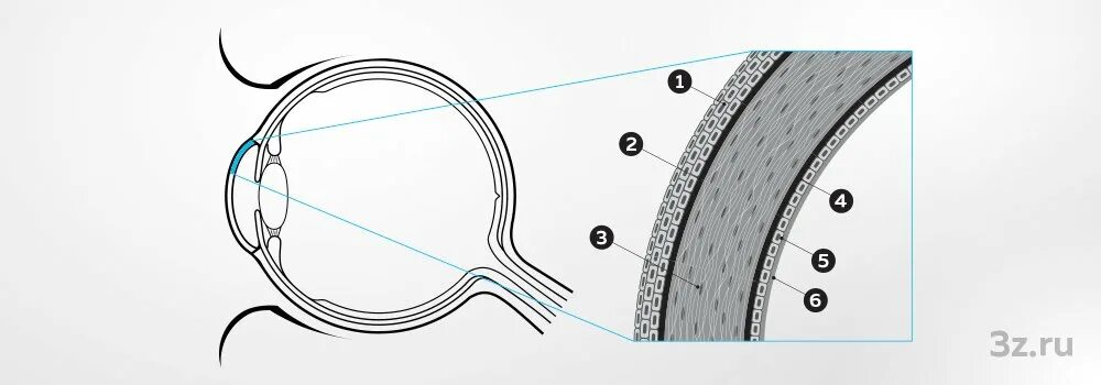 Десцеметова оболочка роговица. Десцеметова мембрана роговицы. 5 Слоев роговицы глаза. Роговица образована