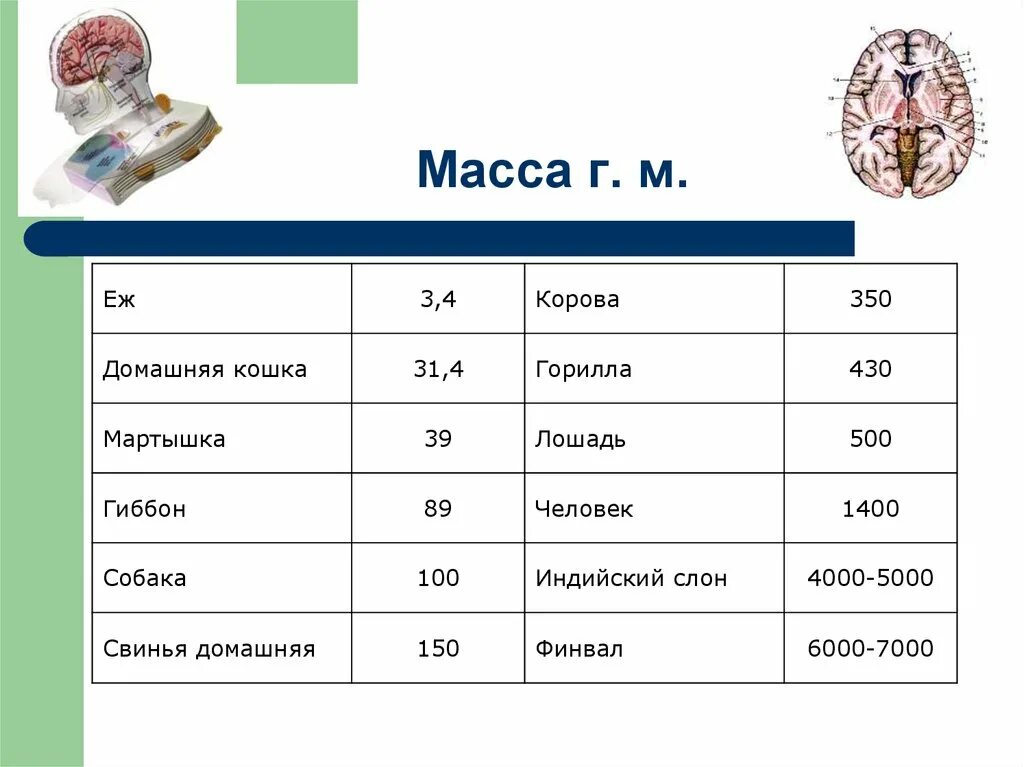 Какова масса мозга