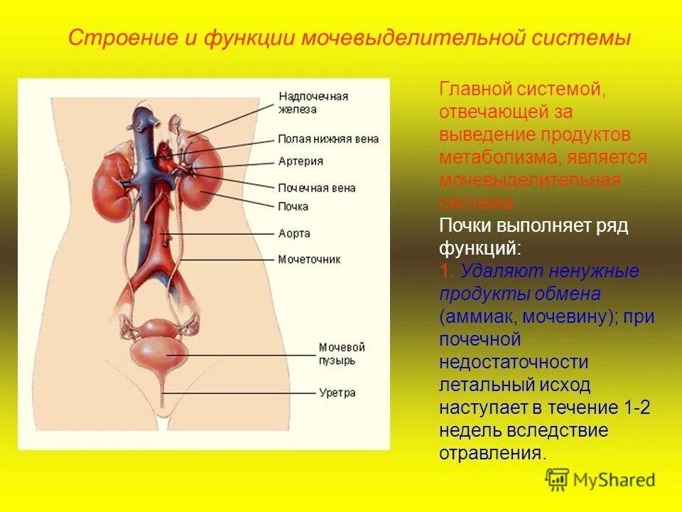 Какая железа выполняет выделительную функцию