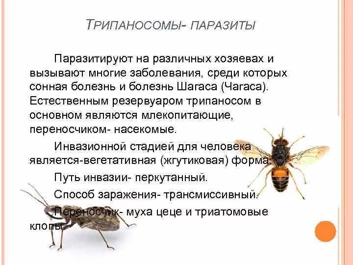 Сонная болезнь основной и промежуточный хозяин. Муха ЦЕЦЕ переносчик сонной болезни. Трипаносома хозяин и переносчик. Основной хозяин муха цеце основной хозяин человек