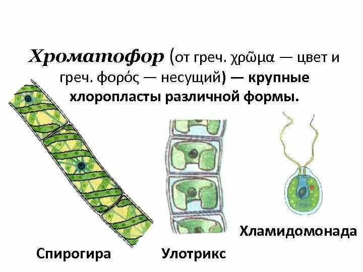 Хламидомонада и спирогира. Многоклеточные водоросли улотрикс. Улотрикс хлоропласт. Конъюгация водоросли спирогиры. Улотрикс и спирогира.