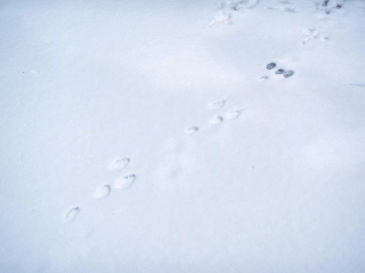 Видны заячьи следы. Следы зайца беляка. Следы зайца русака на снегу. Следы зайца беляка на снегу. Следы зайца русака.