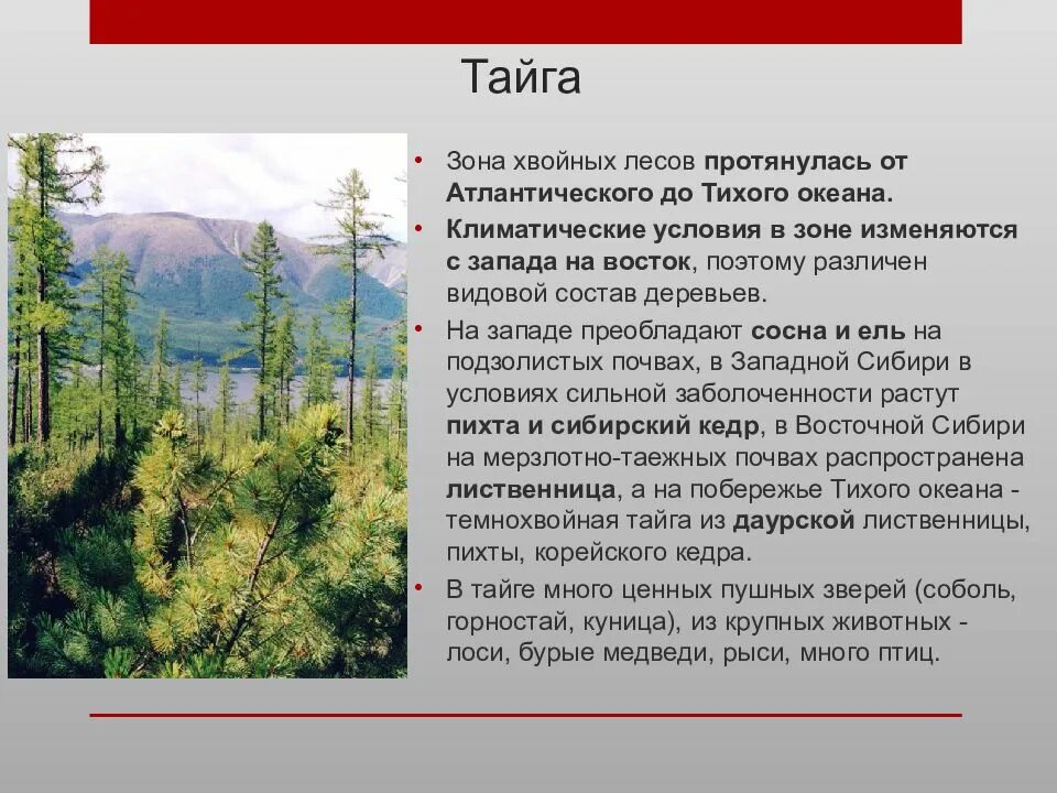 Где находится ели. Природные зоны Евразии Тайга. Хвойный лес природная зона Евразии. Характеристика тайги. Тайга описание природной зоны.