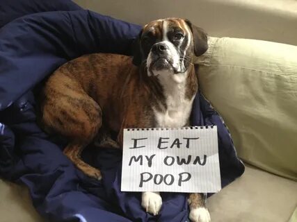 Eat poop