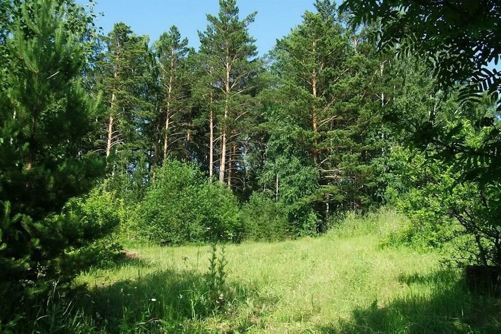 Хвойный лес тверь. Леса подмосковья. Ласка подмосковная. Бердская лесная дача. Шишовский лес.