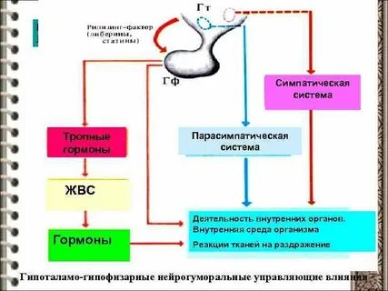 Гормоны симпатической системы