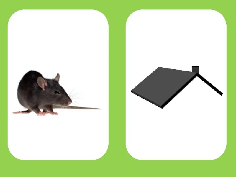 Крыша крыса. Звуковая для крыс. Крыса крыша картинка для детей. Дифференциация мышка-мишка.