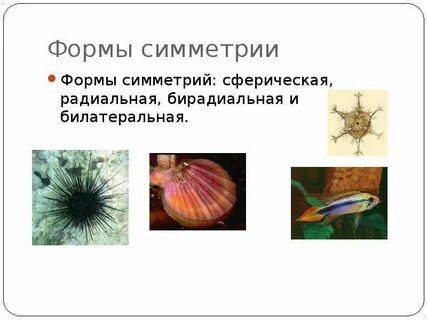 Симметрия тела двусторонних моллюсков