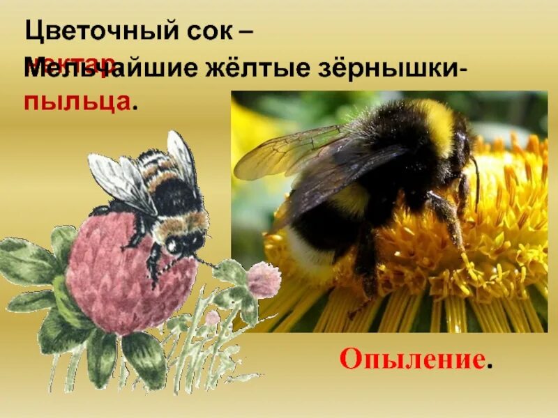 Нектар пыльца в цветке. Объяснение словам нектар пыльца опыление опылители. Привлечение насекомых опылителей. Роль опыления. Объяснение словам нектар пыльца опыление опылители.