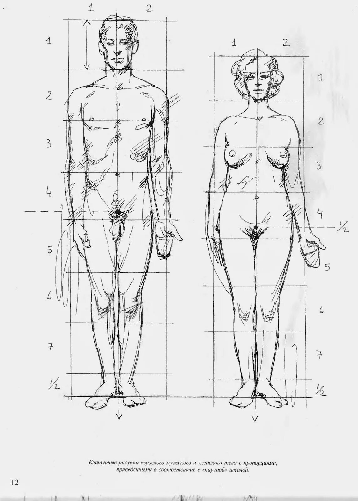 Женское часть мужчины. Пропорции человека в полный рост мужчины. Пропорции человека для рисования в полный рост. Пропорции тела человека для художников в головах. Пропорции человека в полный рост схема.