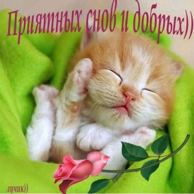 Спокойнойночкисладки снов. Котенок. Сладких снов любимый. Спокойной ночи. Милые спящие котики.