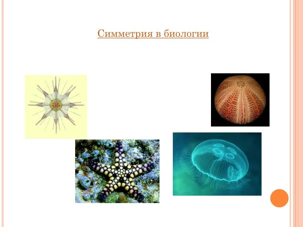 Типы симметрии биология 8 класс. Симметрия (биология). Симметрия живых организмов. Типы симметрии тела. Типы симметрии в биологии.