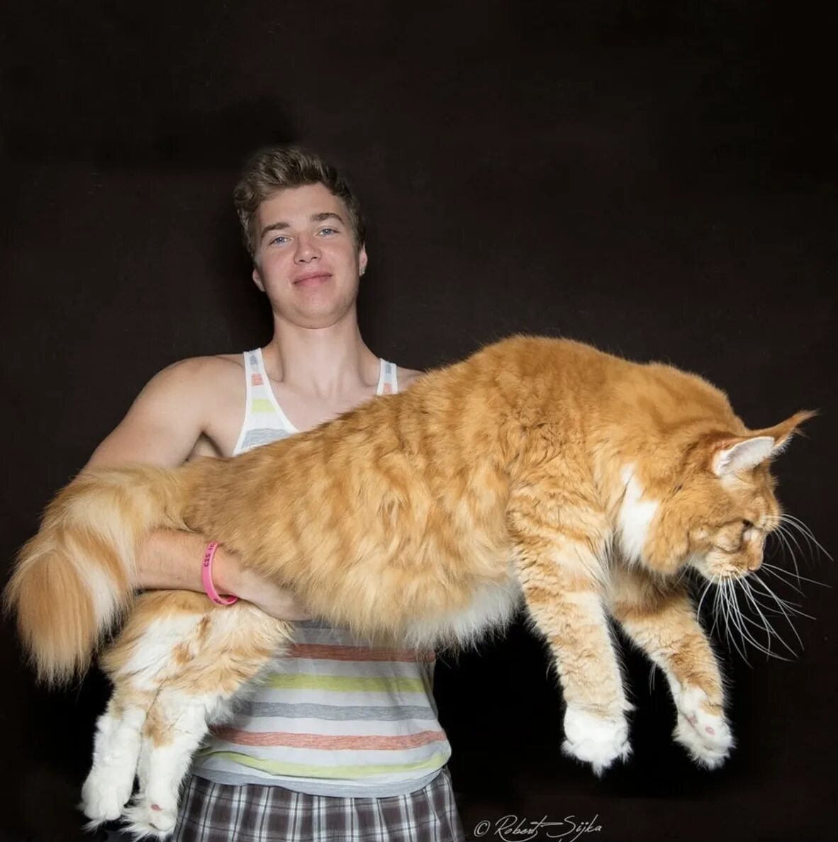 Самый жирный кот. Какие кошки самые крупные. Какие кошки самые крупные. Какие кошки самые крупные. Мейн-кун.