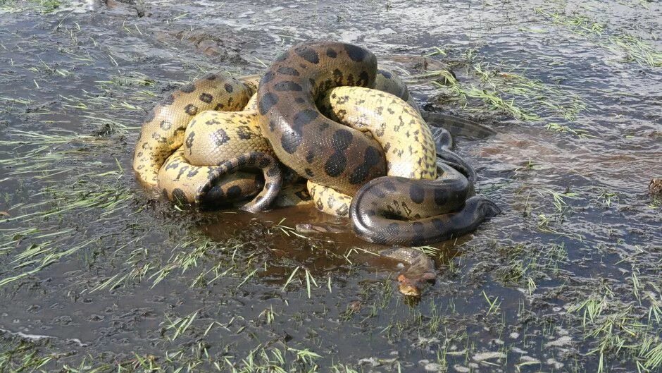 Anaconda c