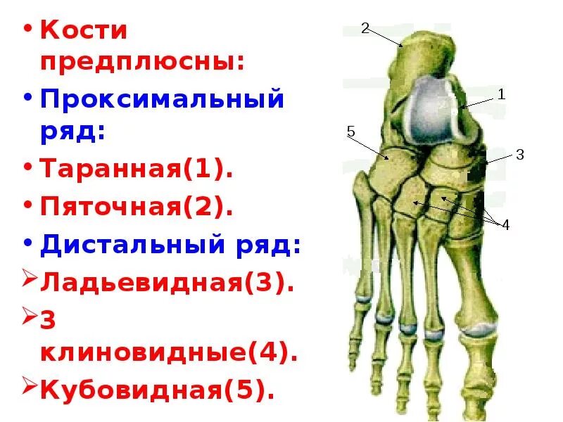 Стопа состоит из трех