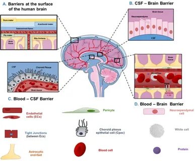 Rapamycin and the Issue of Getting Through the Blood Brain Barrier.