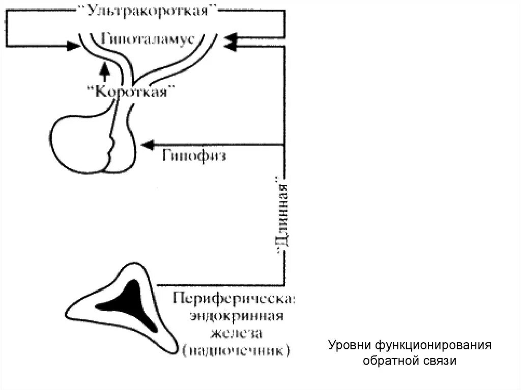 Принцип обратной связи гормонов гипофиза. Отрицательная Обратная связь в регуляции секреции гормона. Механизм обратной связи гормонов. Принцип отрицательной обратной связи гормонов. Механизм отрицательной обратной связи гормонов.