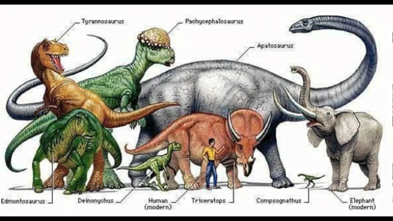 Сравнение динозавров. Динозавры картинки. Виды динозавров. Динозавры названия. Динозавры картинки с названиями.
