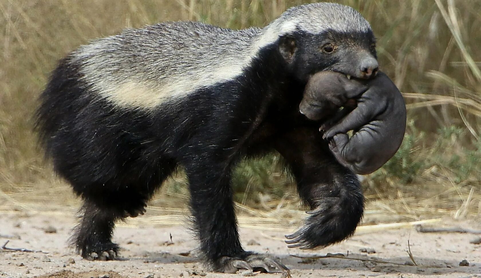 Медоед ворлд. Медоед honey badger. барсук медоед. индийский барсук медоед. африканский барсук медоед.