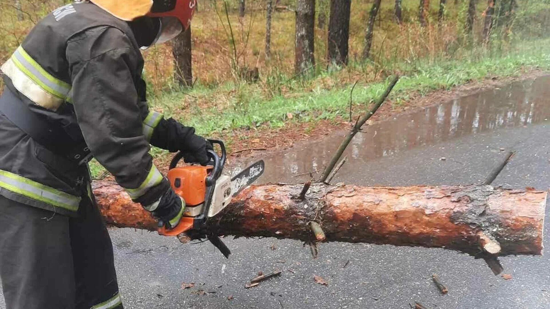 Пилящий деревья работники