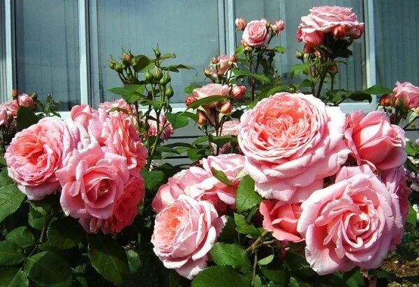 Роза институт люмьер фото и описание Rose " Institut Lumière ® " , (MASinlum) , bred by Dominique Massad (France, 200