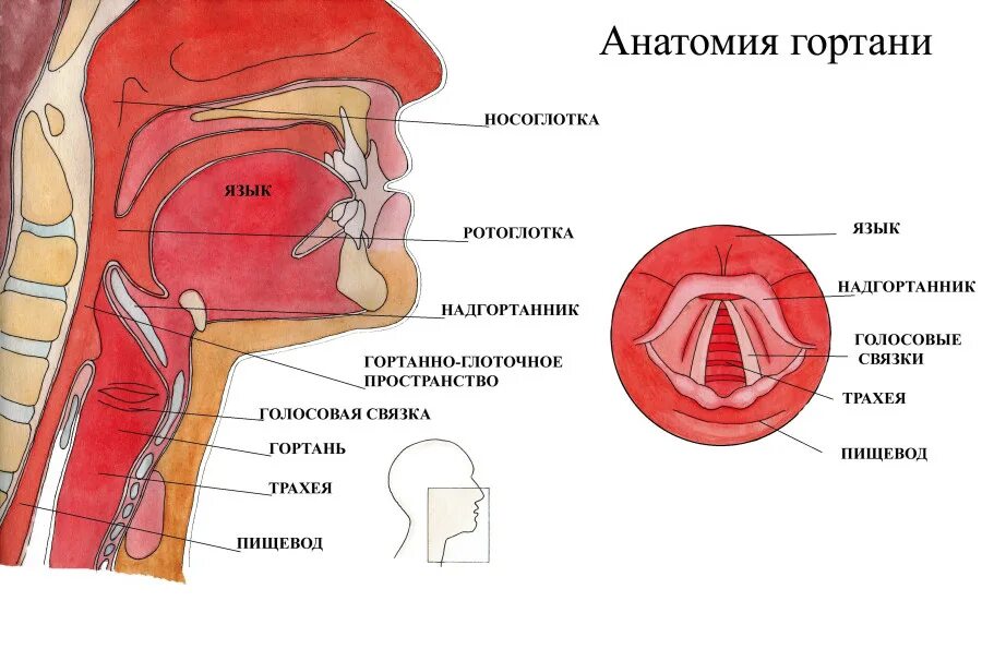 Чувствительность глотки. Гортань строение анатомия голосовые связки. Голосовые связки анатомия строение. Строение гортани человека связки. Строение горла голосовые связки.