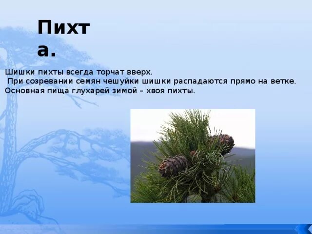 Какая плотность у шишки. Плотность шишки пихты. шишка пихты форма чешуек. шишка пихты размер форма плотность. плотность хвоинок у пихты.