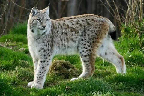 Рысь (F. lynx) - красивый хищник тайги.