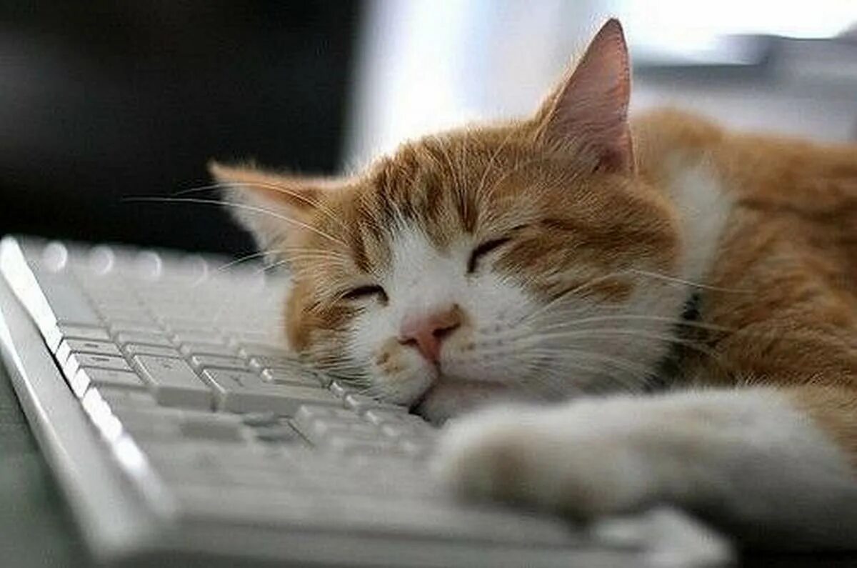 Keyboard cat