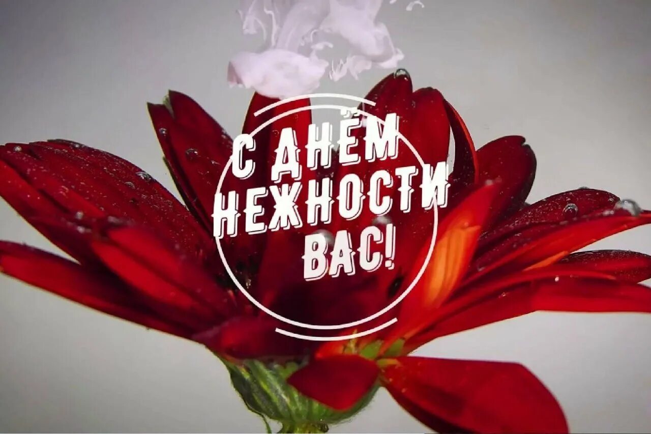 Международный день нежности. День нежности 3 февраля. 3 февраля день нежности открытки. День нежности картинки 3 февраля прикольные. Международный день нежности.