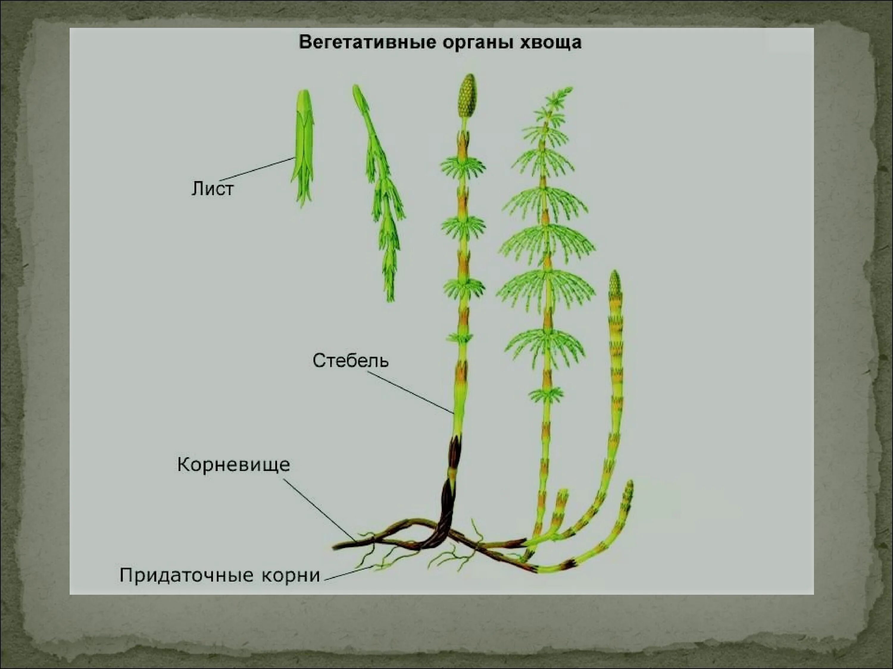 Хвощи размножаются при участии. Хвощ болотный строение. хвощ полевой строение и размножение. хвощи строение и размножение. спорофит хвоща.