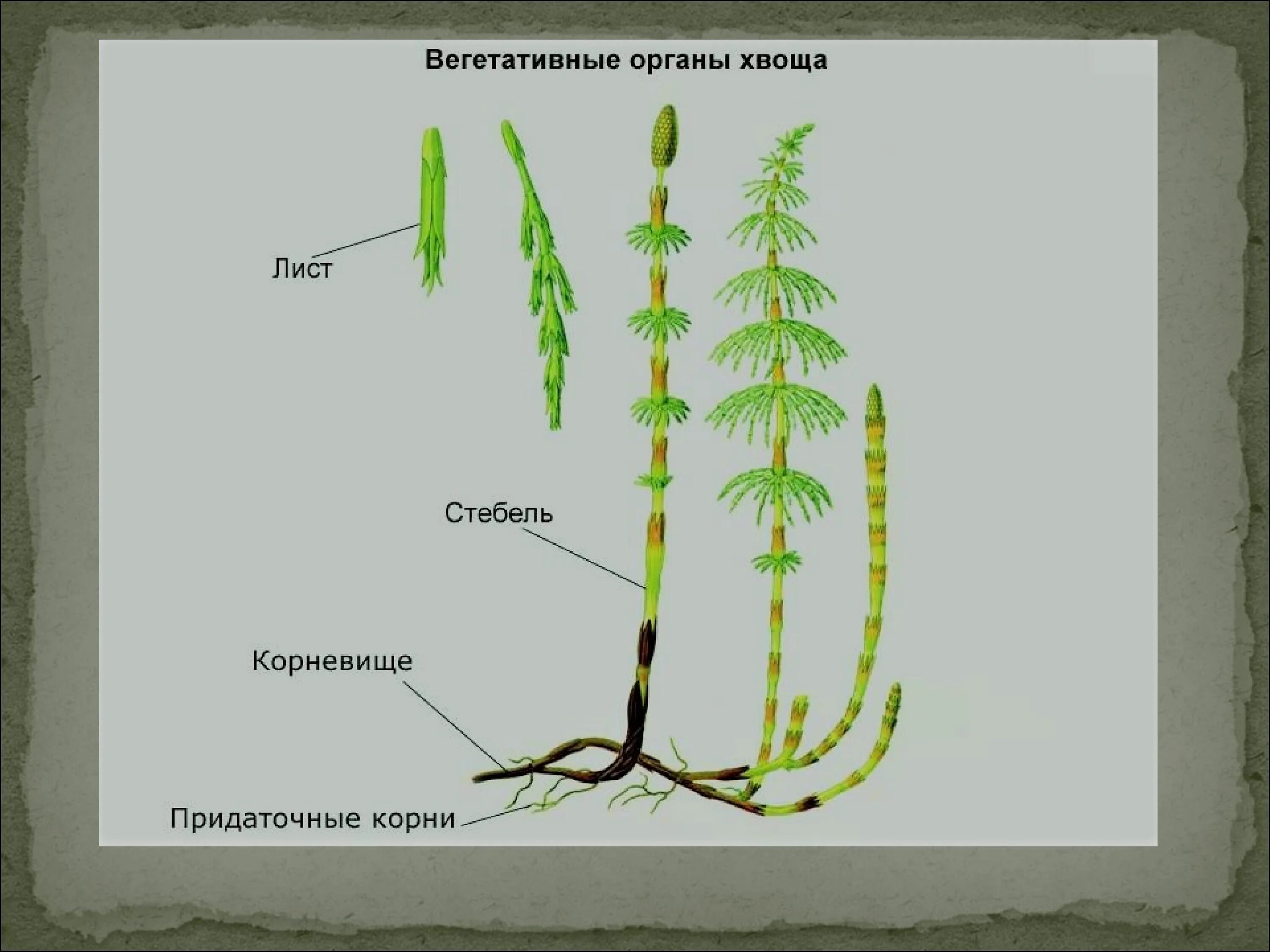 Хвощи размножаются. Вегетативный побег хвоща. Летний побег хвоща лесного. Хвощ Лесной размножение. Строение хвоща.