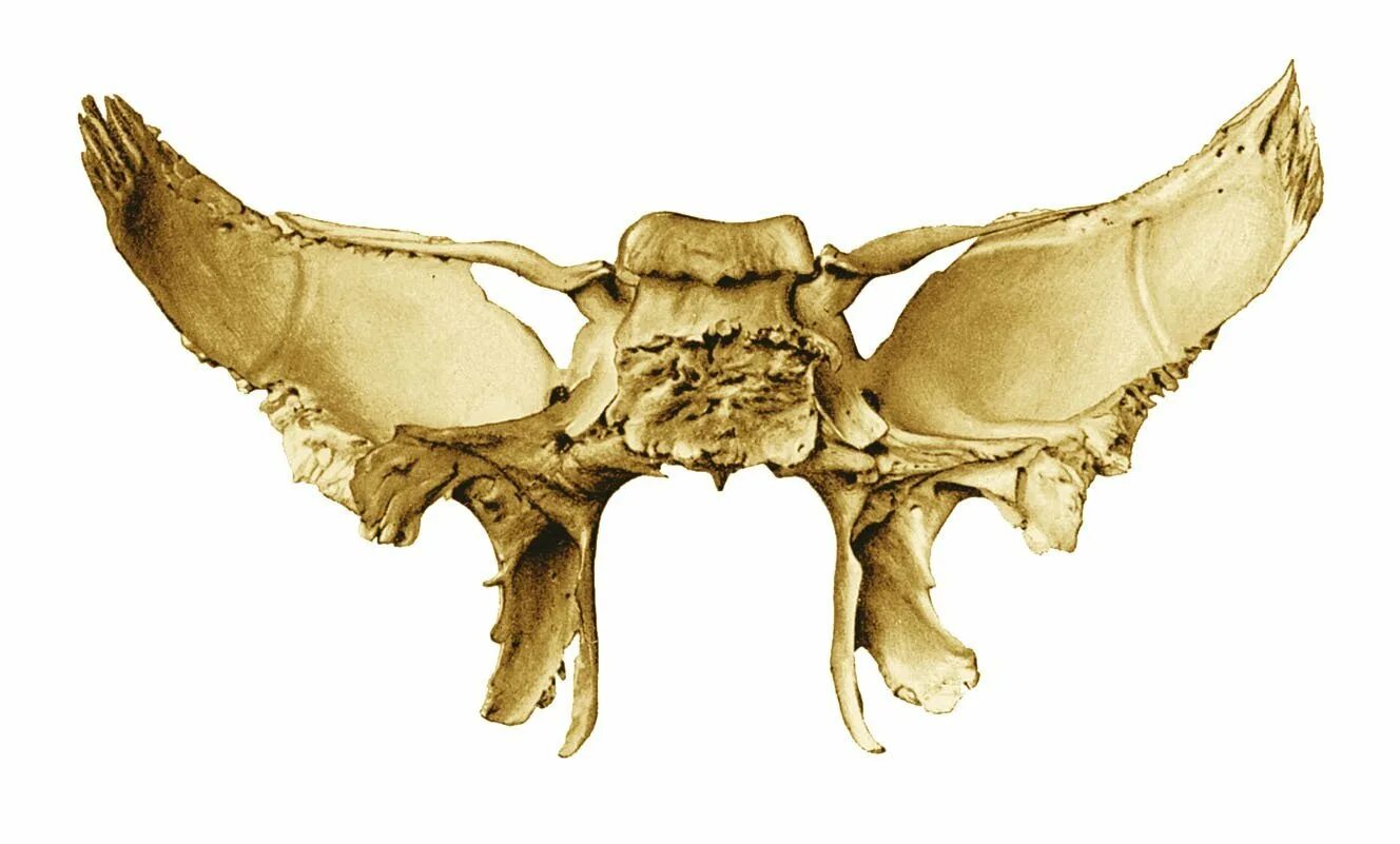 Турецкие седло кость. Крыловидный отросток клиновидной кости. Клиновидная кость черепа турецкое седло. Клиновидная кость черепа строение. Клиновидная кость черепа анатомия.